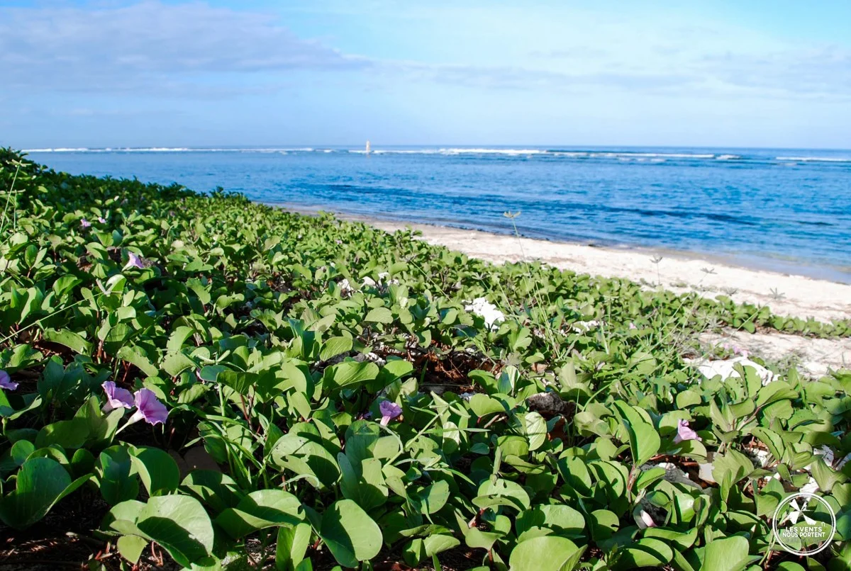 farniente sur la plage de l'ermitage voyage ile de la reunion