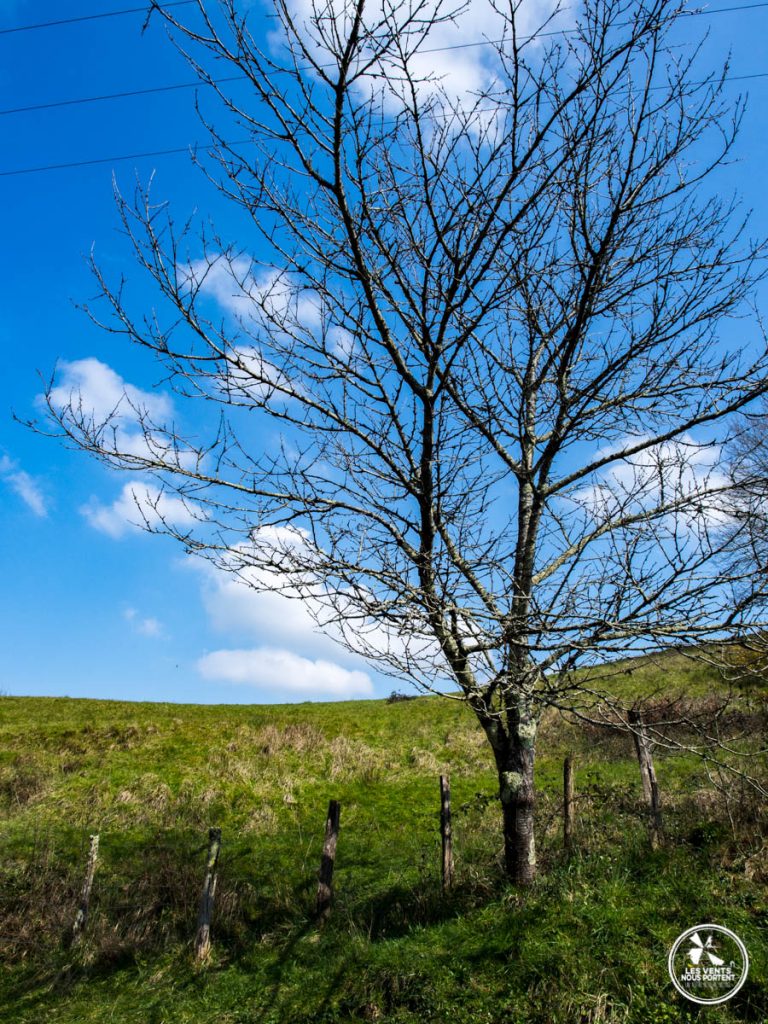 arbre solitaire près du moulin d'urt au pays basque