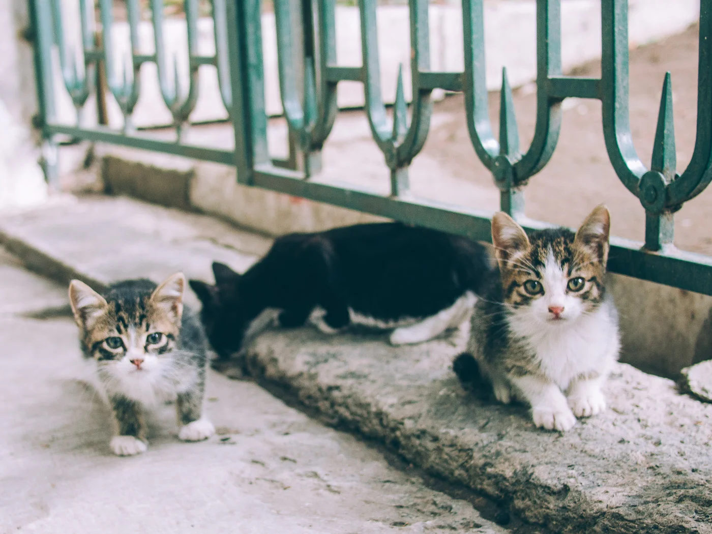 Istanbul, la ville des chats
